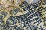 Columnar Stromatolite (Asperia) From Australia - Proterozoic #76203-1